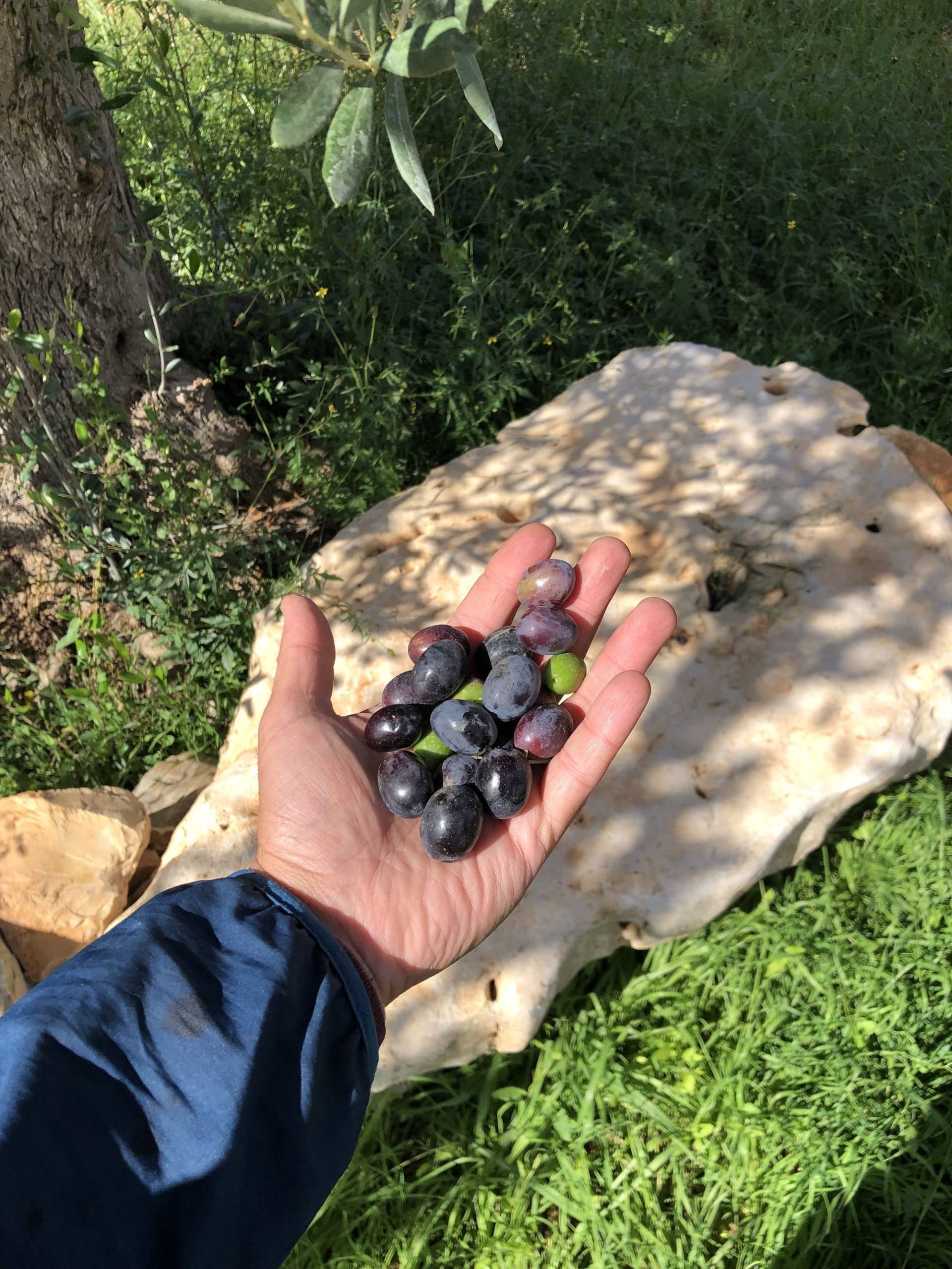 Olio Extra Vergine di Oliva